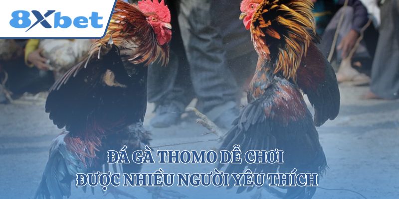 Đá gà thomo dễ chơi được nhiều người yêu thích