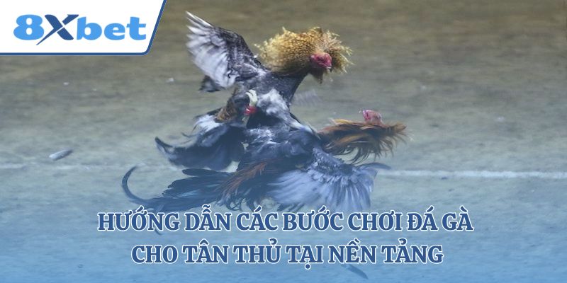 Hướng dẫn các bước chơi đá gà cho tân thủ tại nền tảng